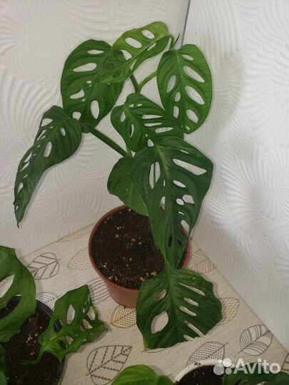 Монстера манки