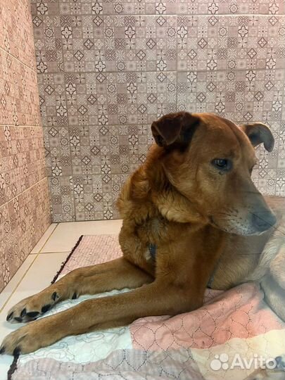 Очень ищем передержку собаке