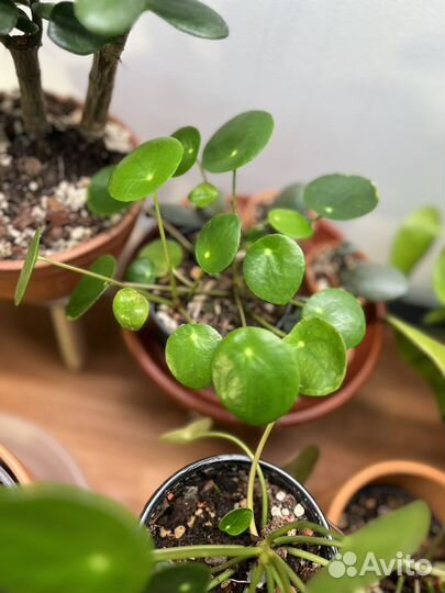 Пилея пеперомиевидная