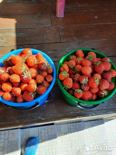 Рассада клубники