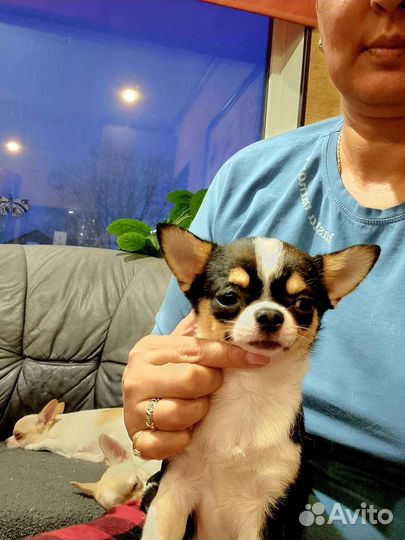 Чихуахуа кобель