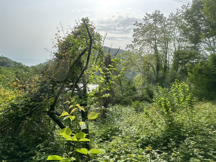 Участок 6,2 сот. (СНТ, ДНП)