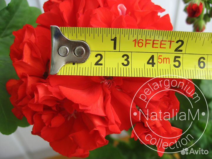 Ив-Красная Москва пеларгония (герань)