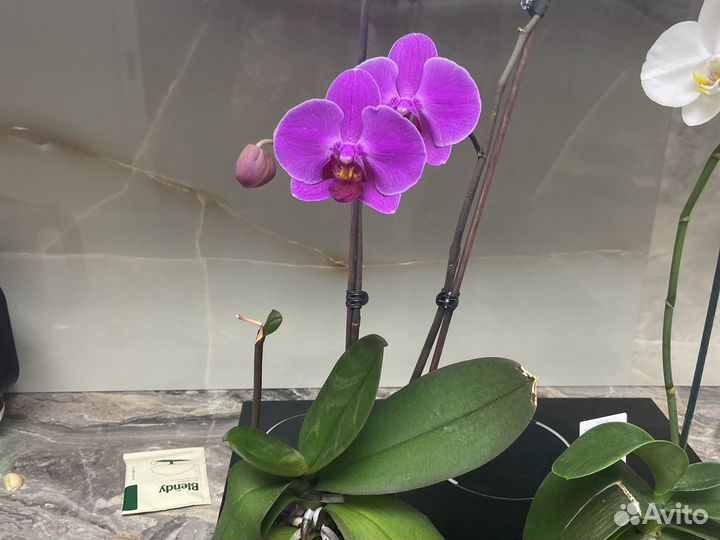 Орхидея фаленопсис с тремя цветоносами