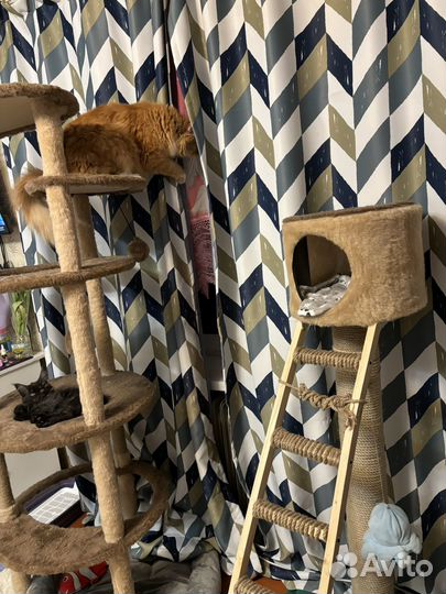 Когтеточка для кошек