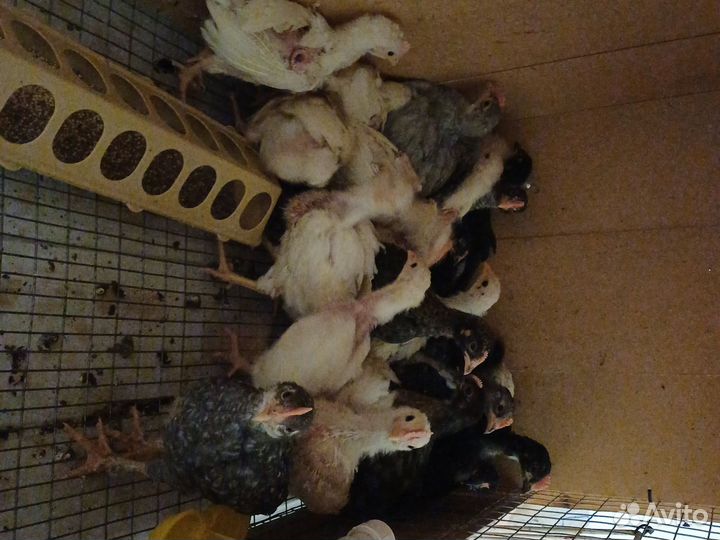 Цыплята несушки подрощенные