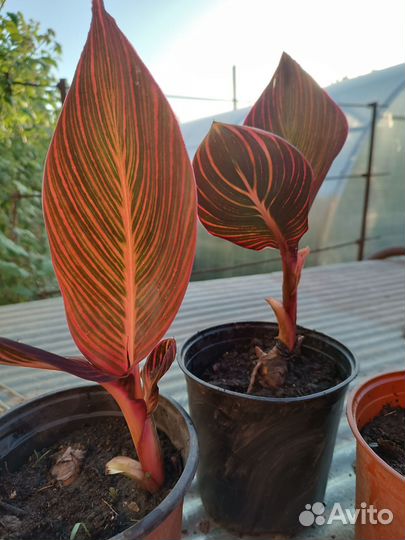 Канны пестролистные