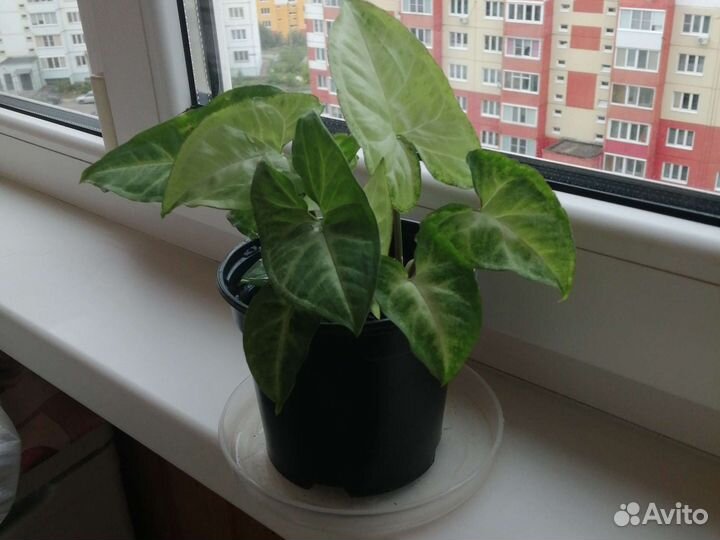 Сингониум Белая бабочка