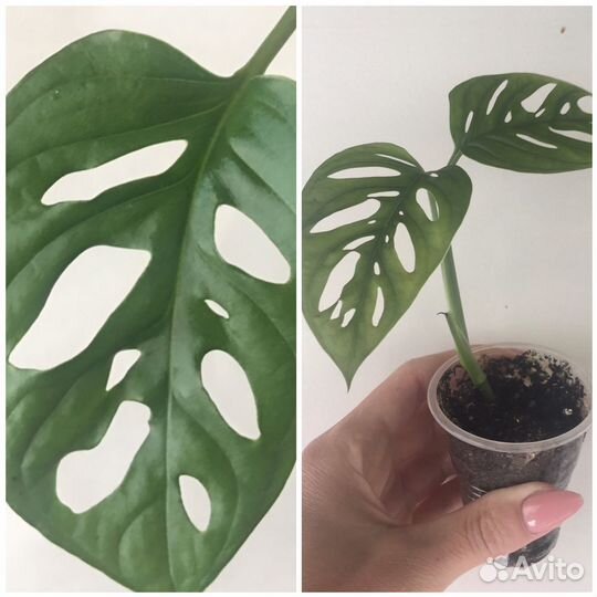 Комнатные растения