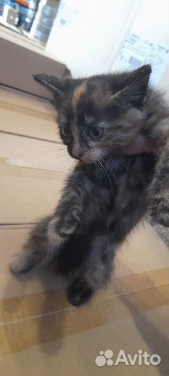 Котята в добрые руки 1.5 мес