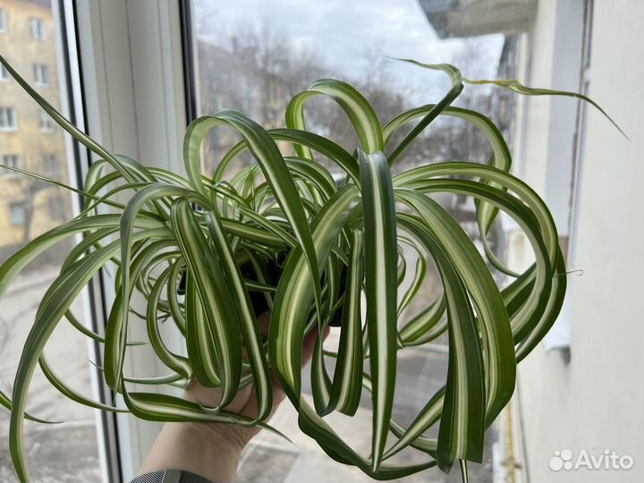 Хлорофитум бонни кучерявый