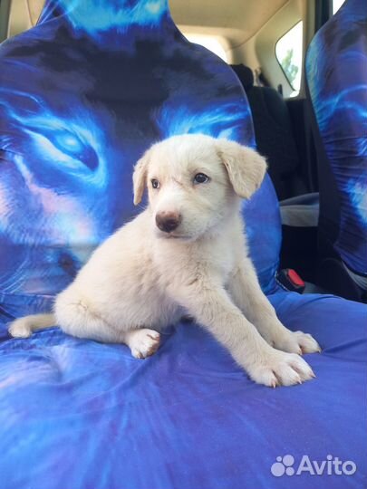 Белый мальчик