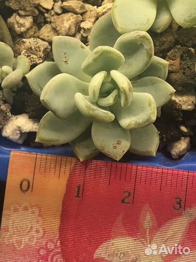 Суккуленты