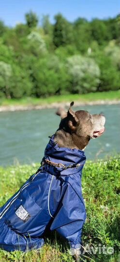 Услуги кинолога