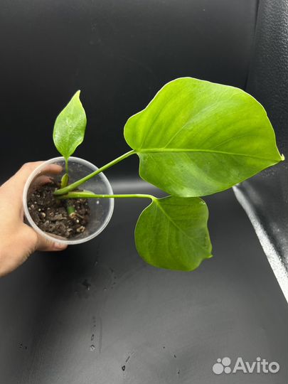 Монстера деликатесная