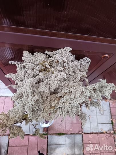 Сухоцветы золотарник