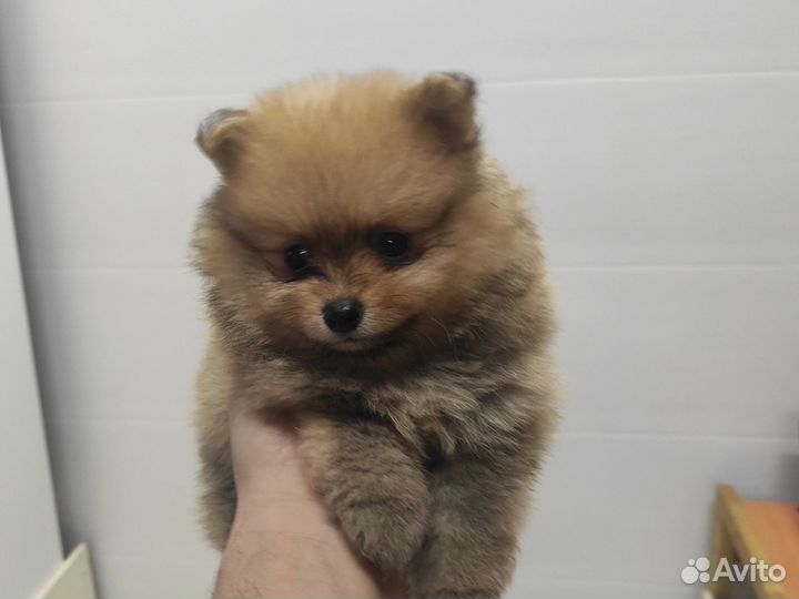 Померанский шпиц