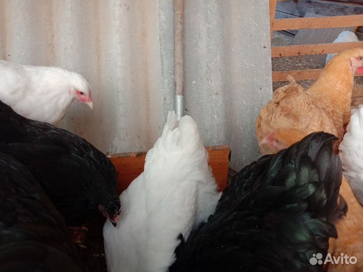 Молодые семьи породных кур