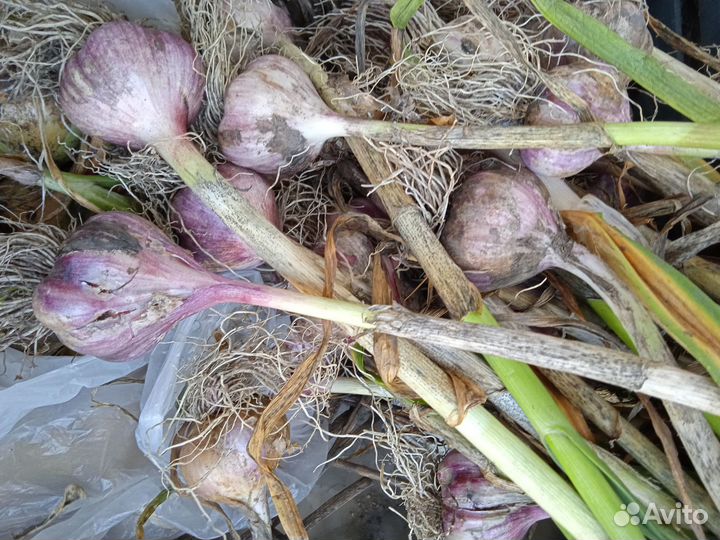 Чеснок для посадки