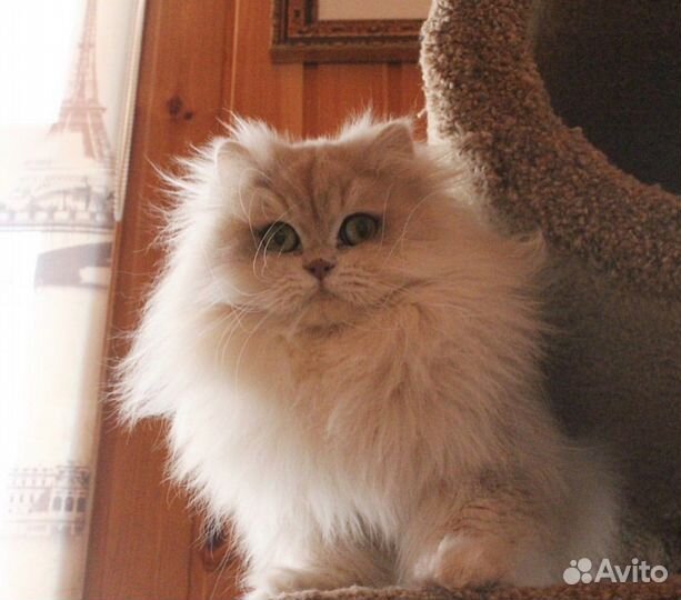 Котик Игорёк