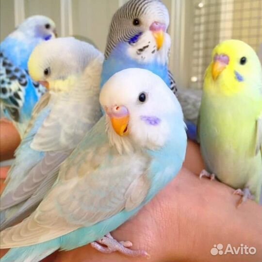 Волнистые попугаи