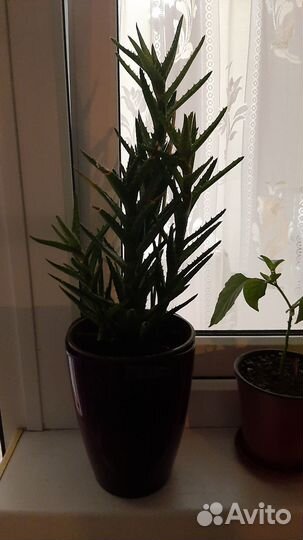 Фикус бенджамина