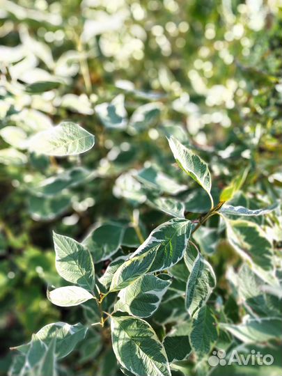 Саженцы кустарника Дерен пестролистный (белый)