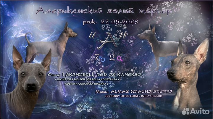 Американский голый терьер щенки