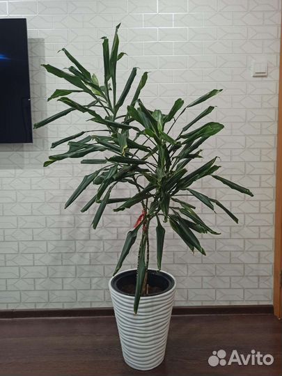 Пальма драцена