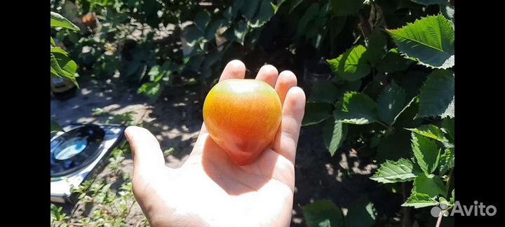 Саженцы диплоидной Сливы Байрон Голд