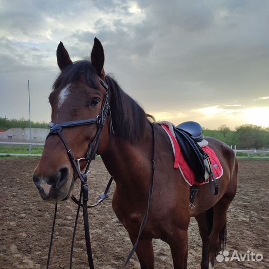 Вальтрап конкурный