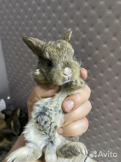 Карликовые крольчата