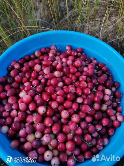 Клюква свежая