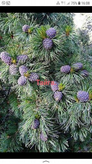 Коттедж 63,3 м² на участке 8 сот.