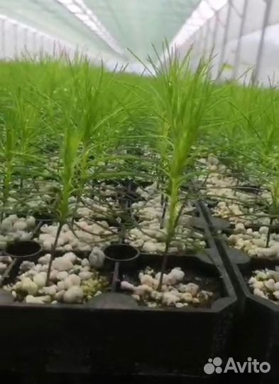 Саженцы ели зкс в розницу