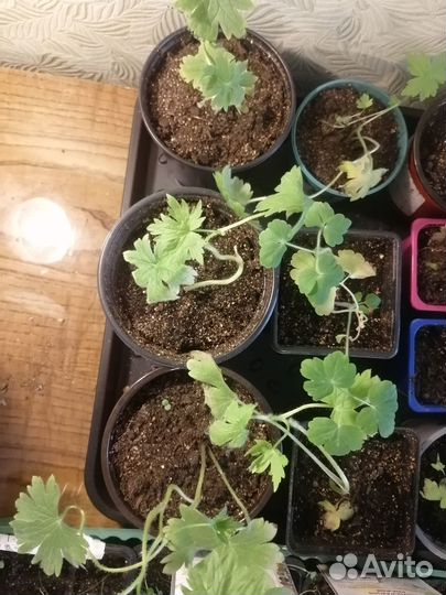 Рассада дельфиниума