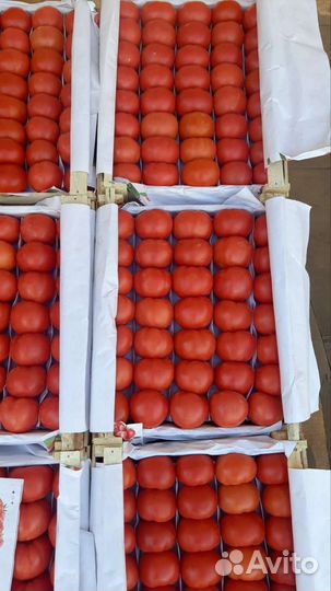 Томат в ассортименте