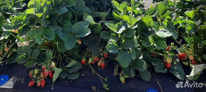 Рассада клубники в стаканчиках, разные сорта