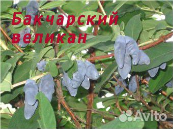 Черенки, саженцы