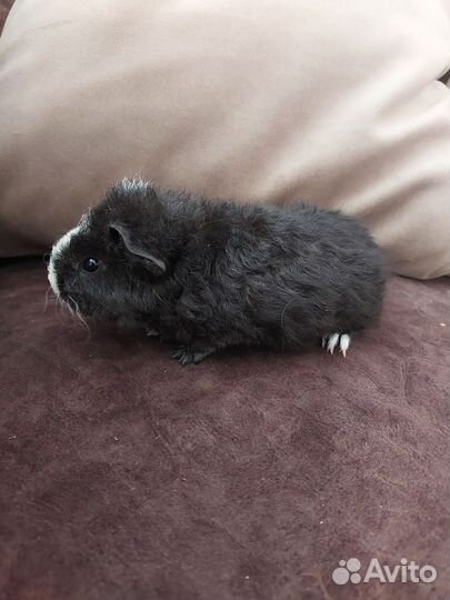 Морские свинки