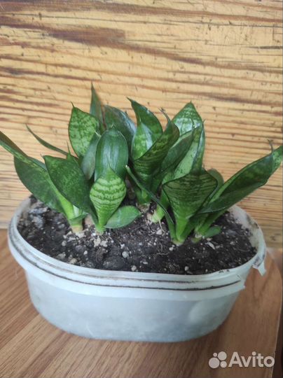 Сансевиерия ханни