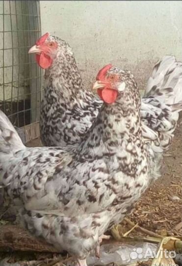 Инкубационное яйцо кур Пушкинской породы