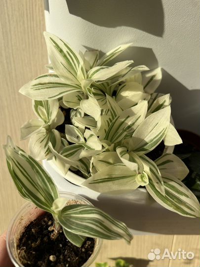 Традесканции