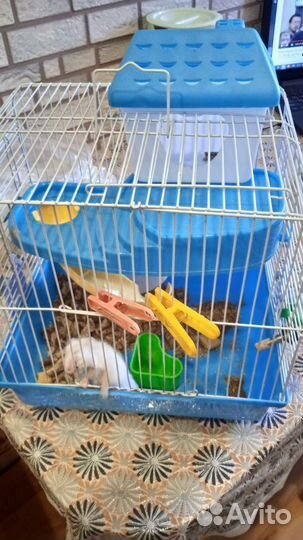 Джунгарский хомяк с клеткой