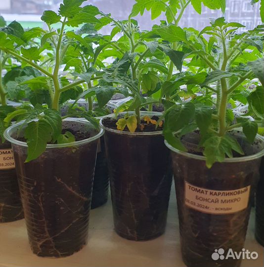 Рассада томатов; перцев острых и сладких