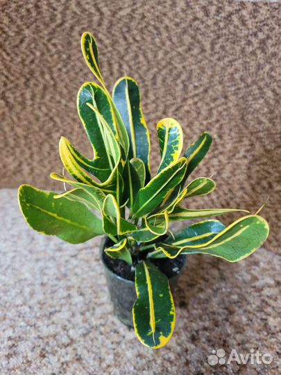 Кротон Йеллоу Банана