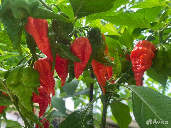 Перец суперострый