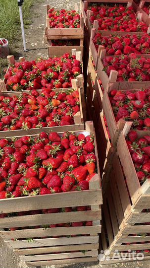 Клубника свежая Краснодарская