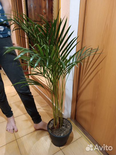 Арека. Супер Пальма 110 см