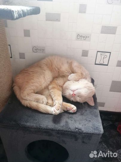 Отдам в добрые руки